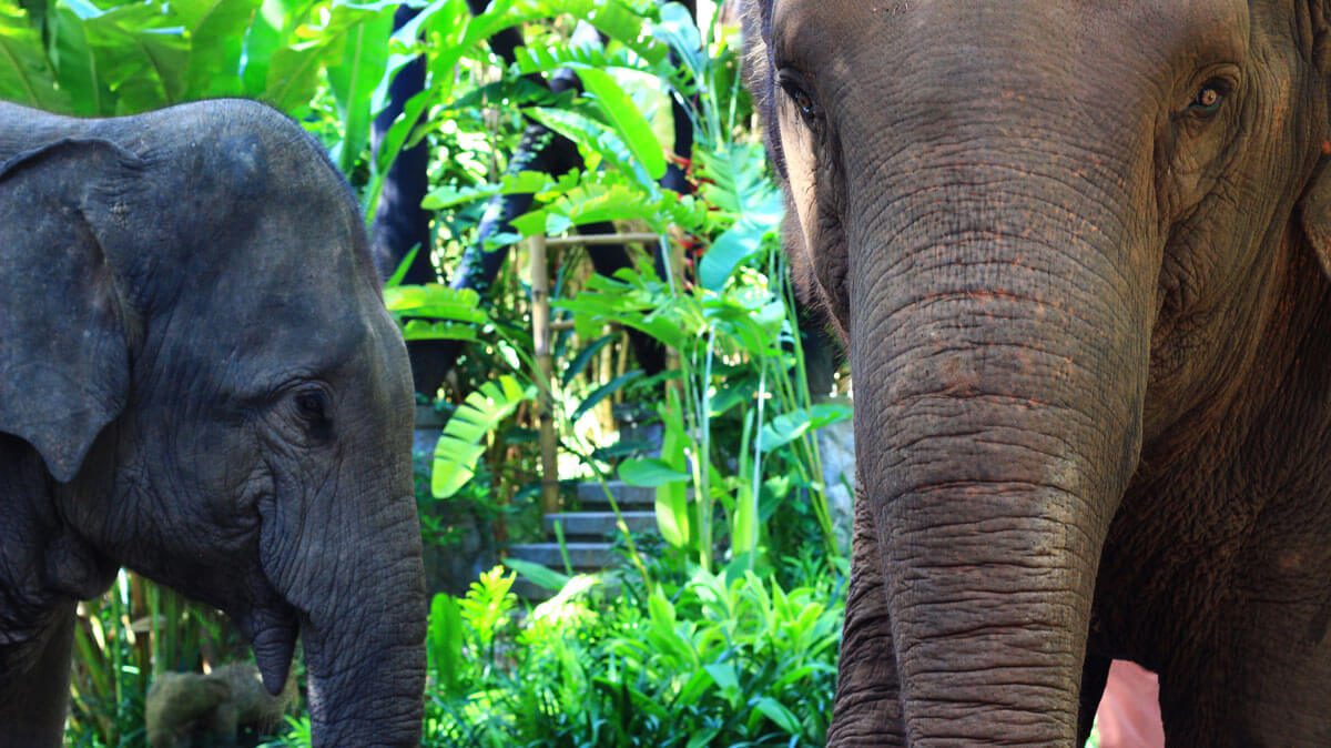 Elephant rehabilitation 