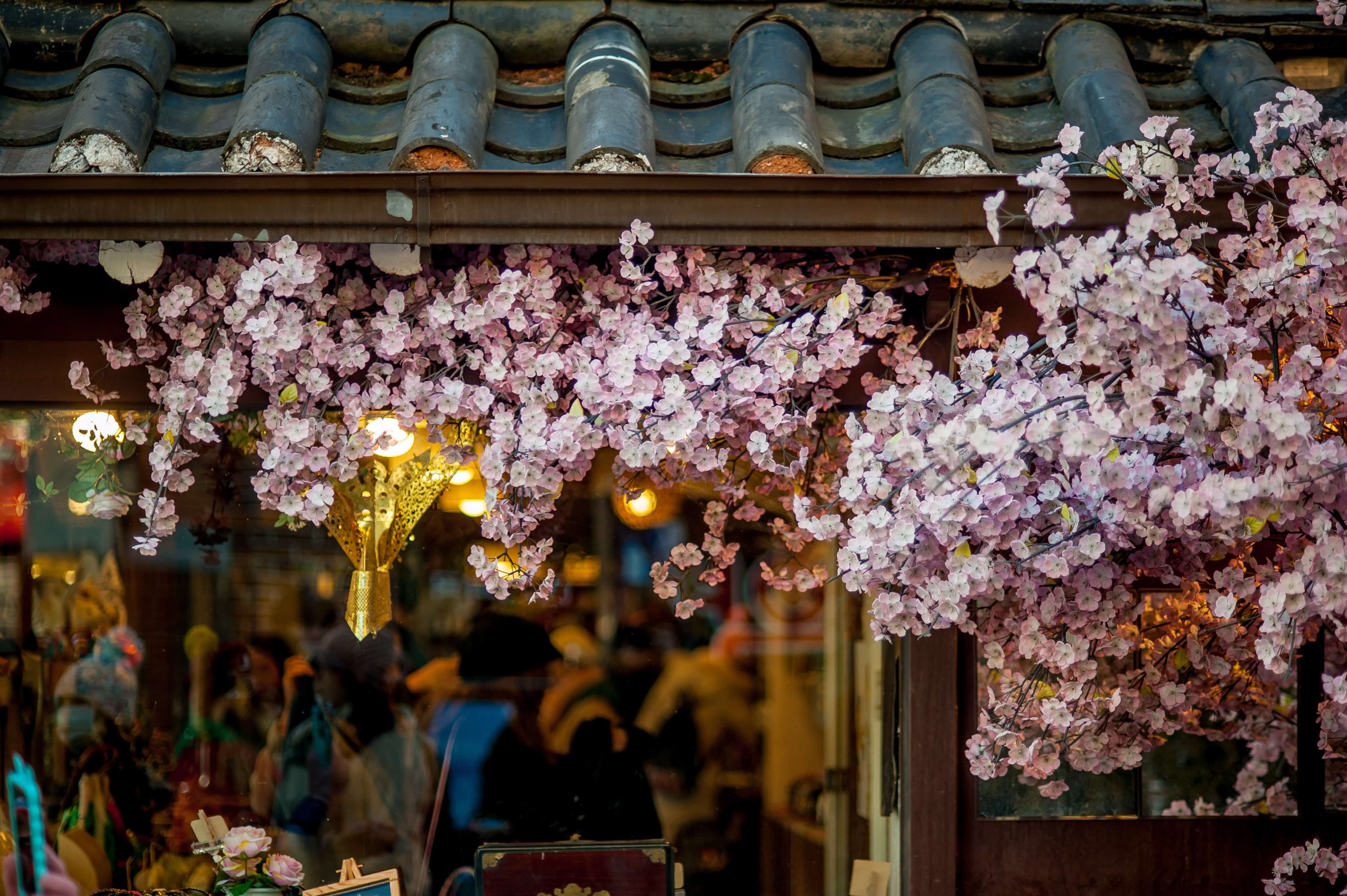 Nature's blossom in spring in Japan