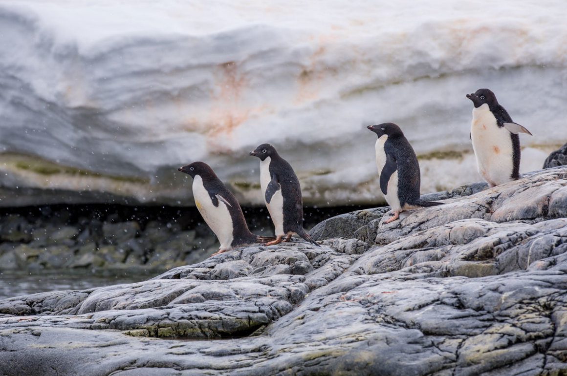 Penguins in Antartica against backdrop of ice glacier