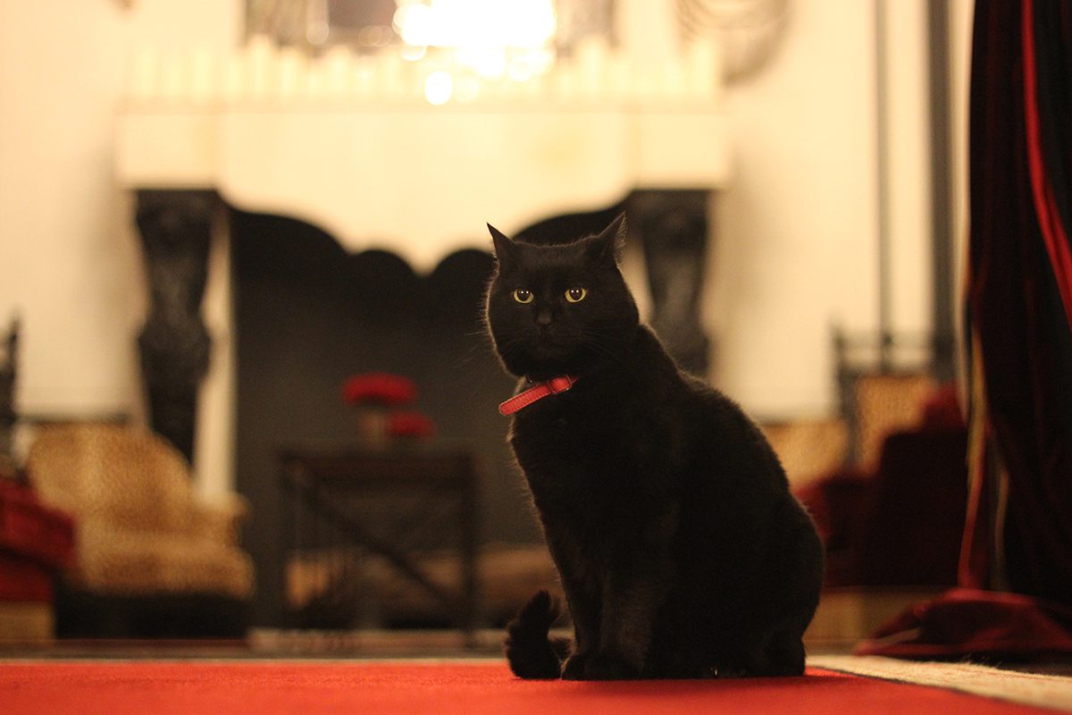 Black cat sitting with a red collar and green eyes