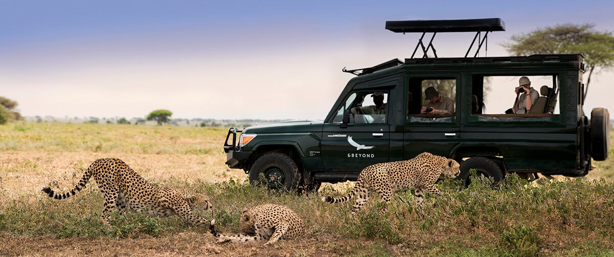 safari truck pulled up alongside a group of cheetah