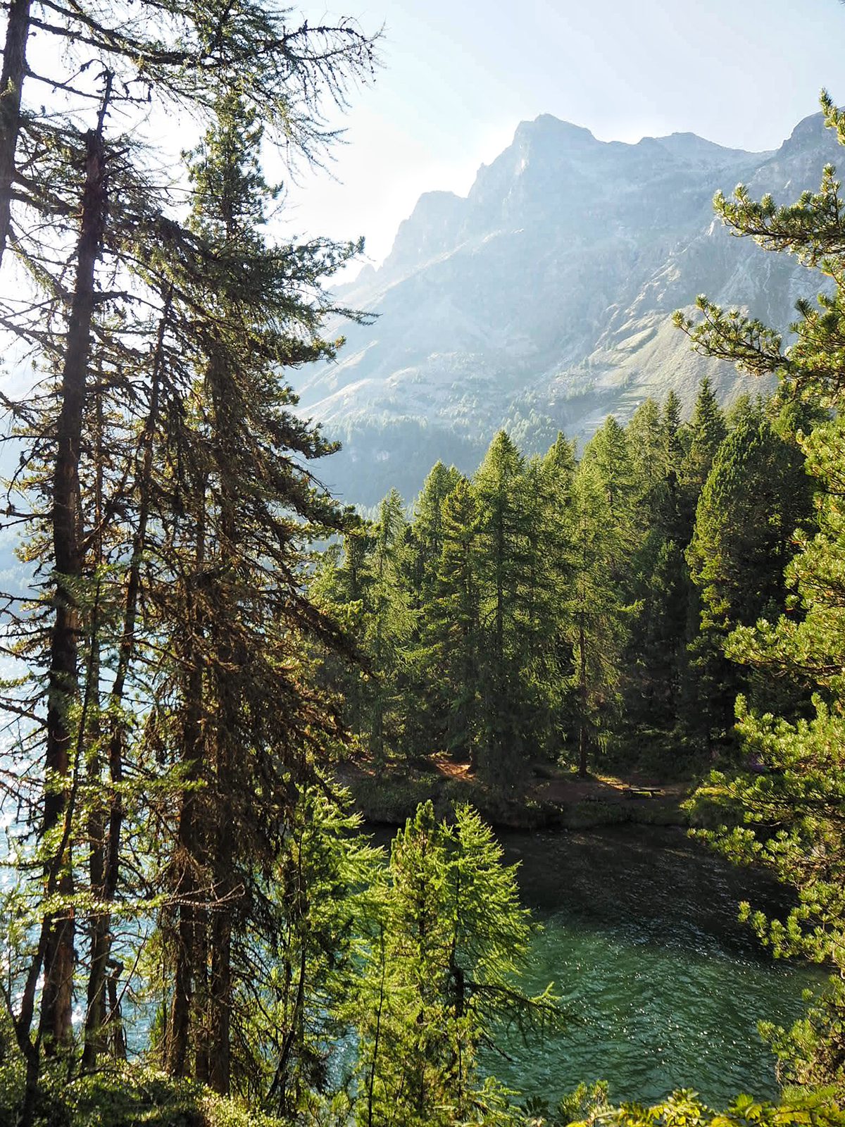 Idyllic forest scene with a river running through