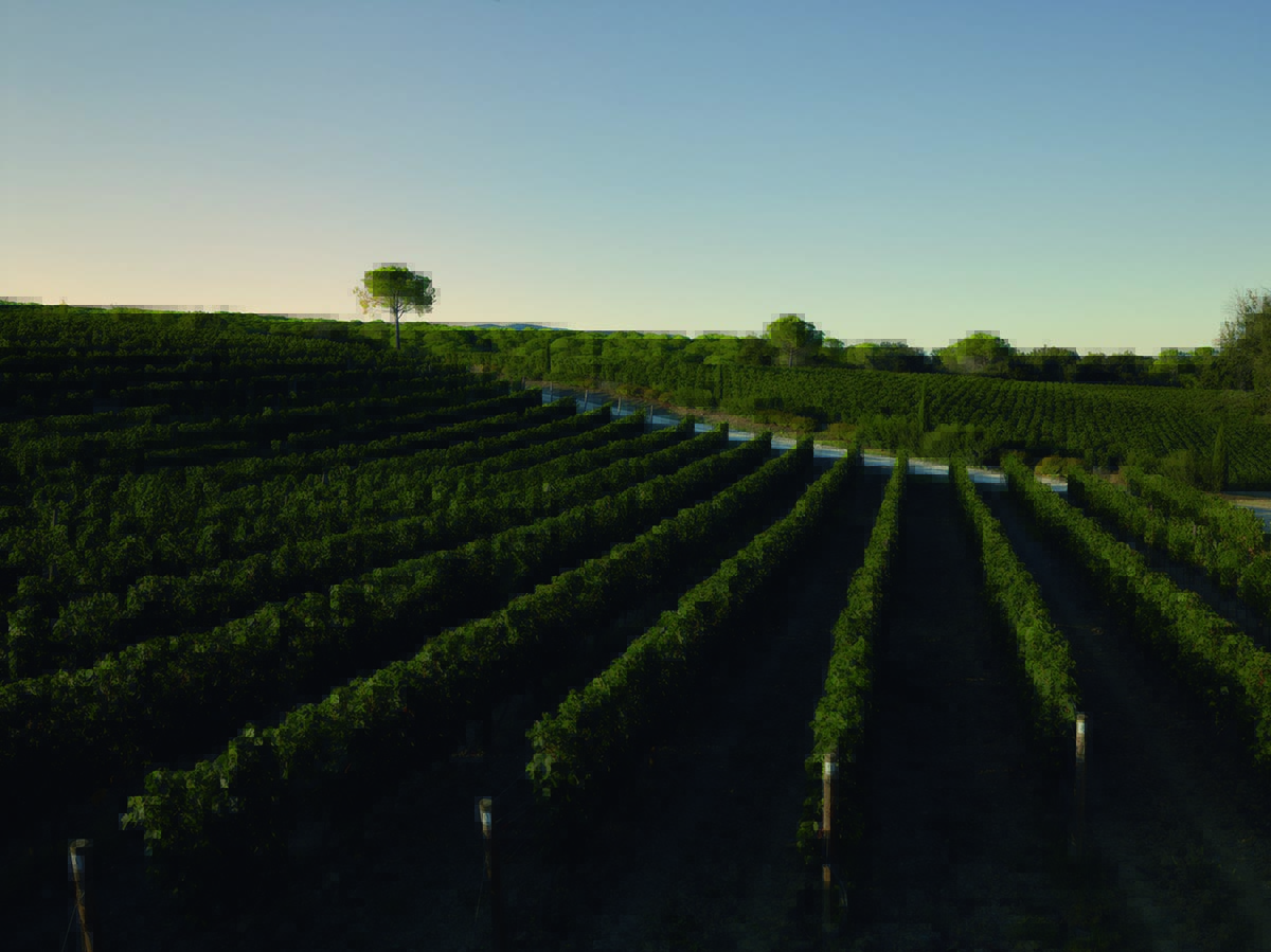 Ordered lines of wine vines in a sloping field