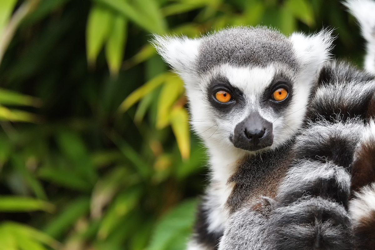 Close up photograph of a lemur's face
