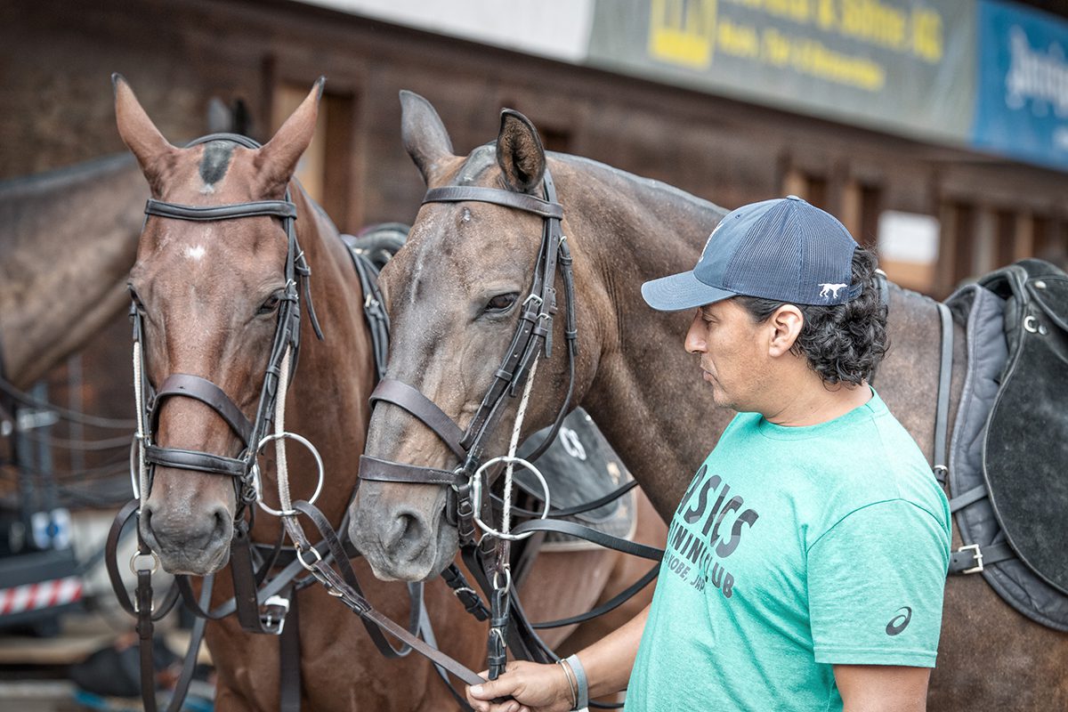 Two polo ponies being held by a groom 