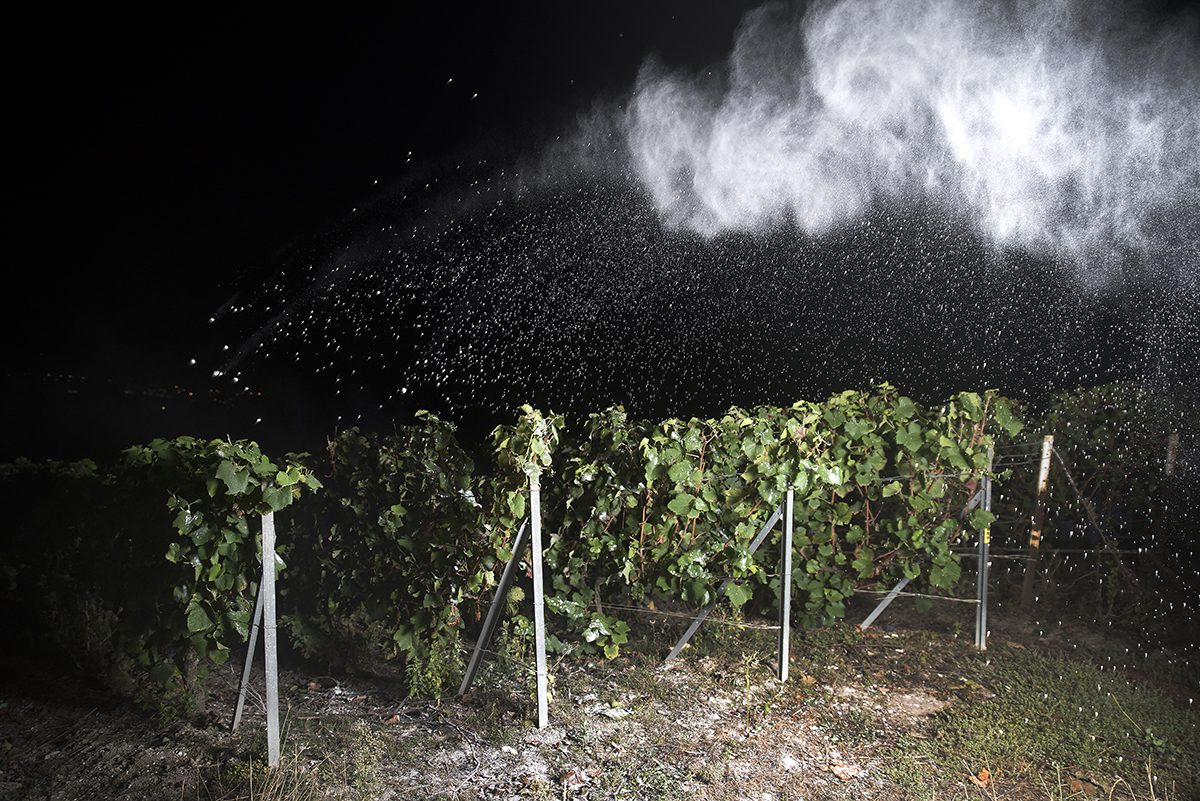 Vineyards photographed at night