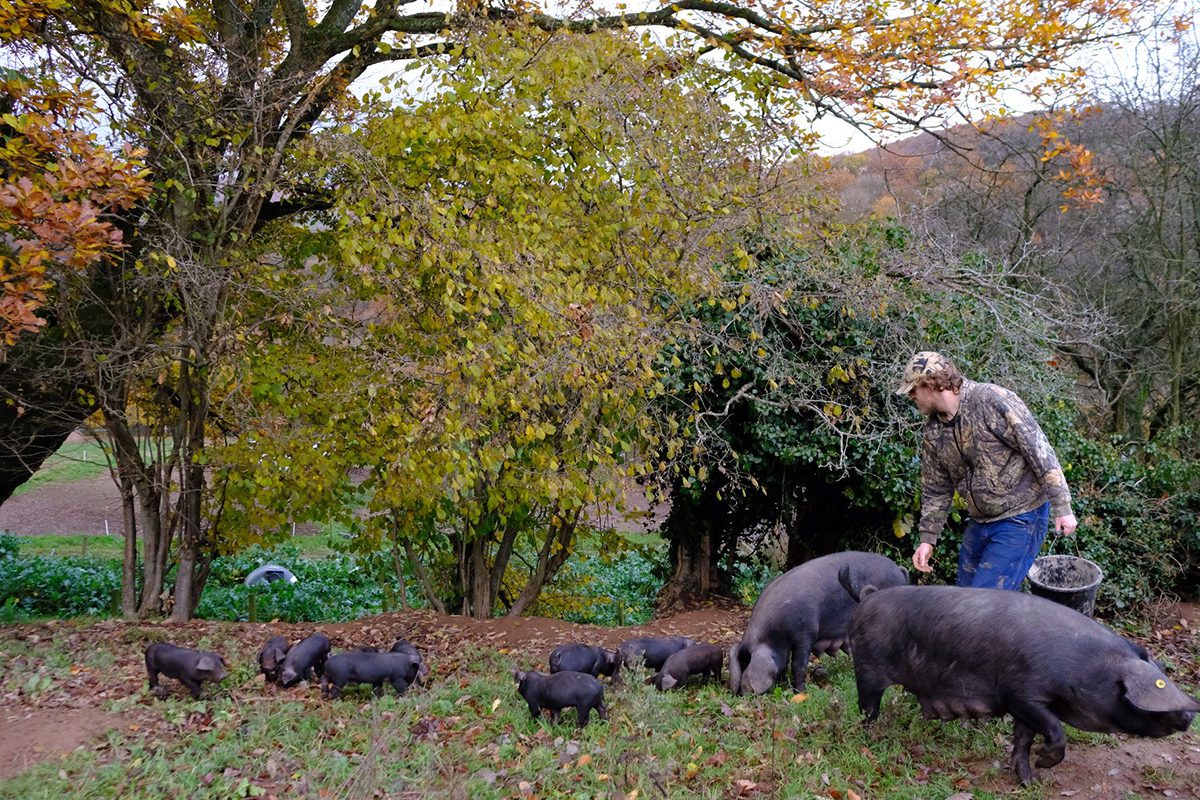 Pigs grassing in woodland landscape