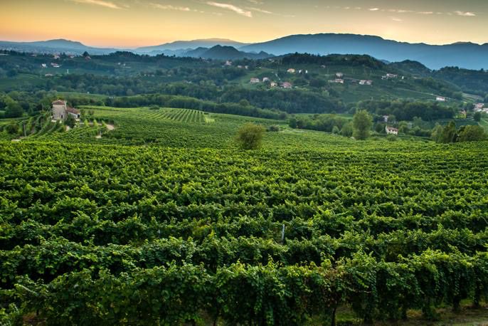 Vineyard with lush green vines