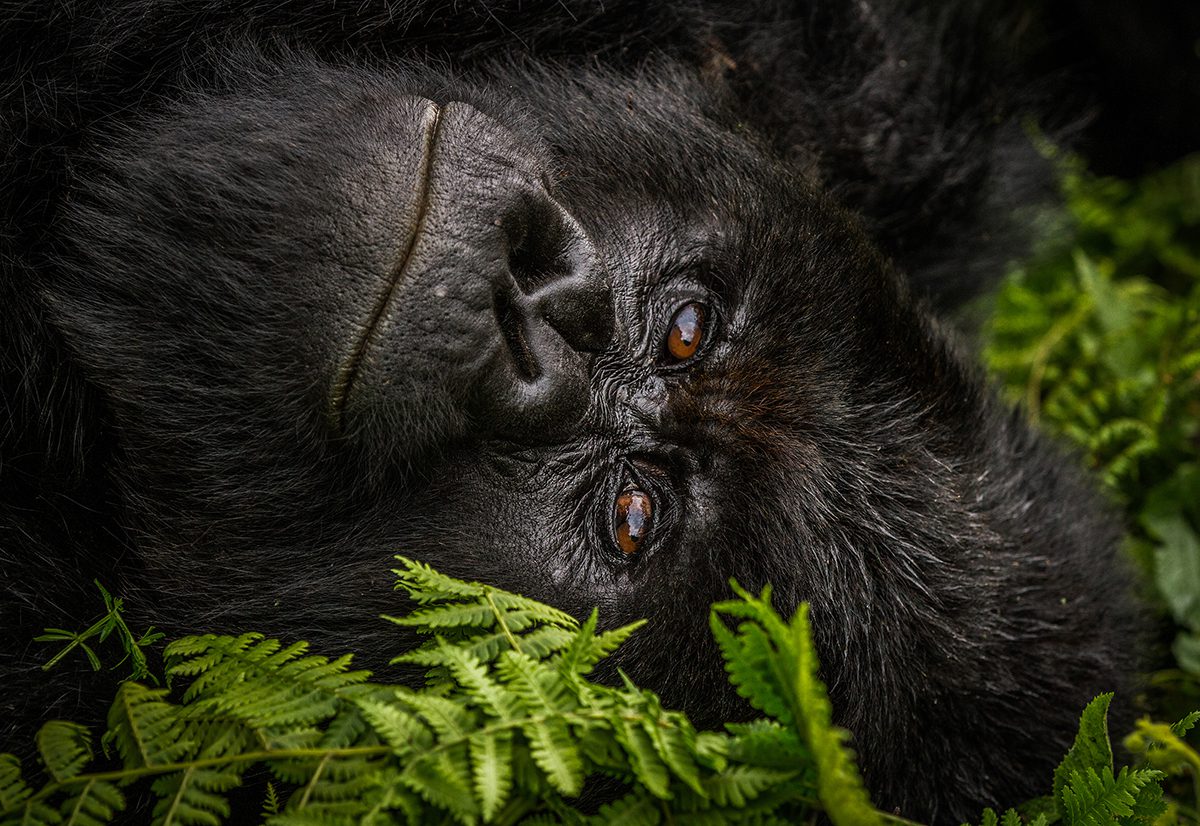 Close up image of gorilla's face
