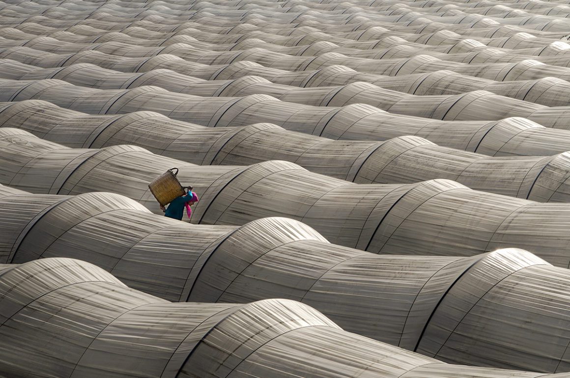Greenhouses with woman walking