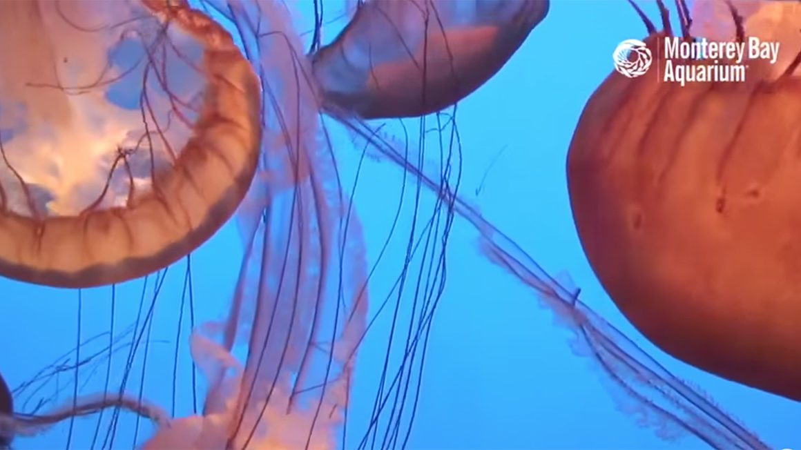 Jelly fish in the water