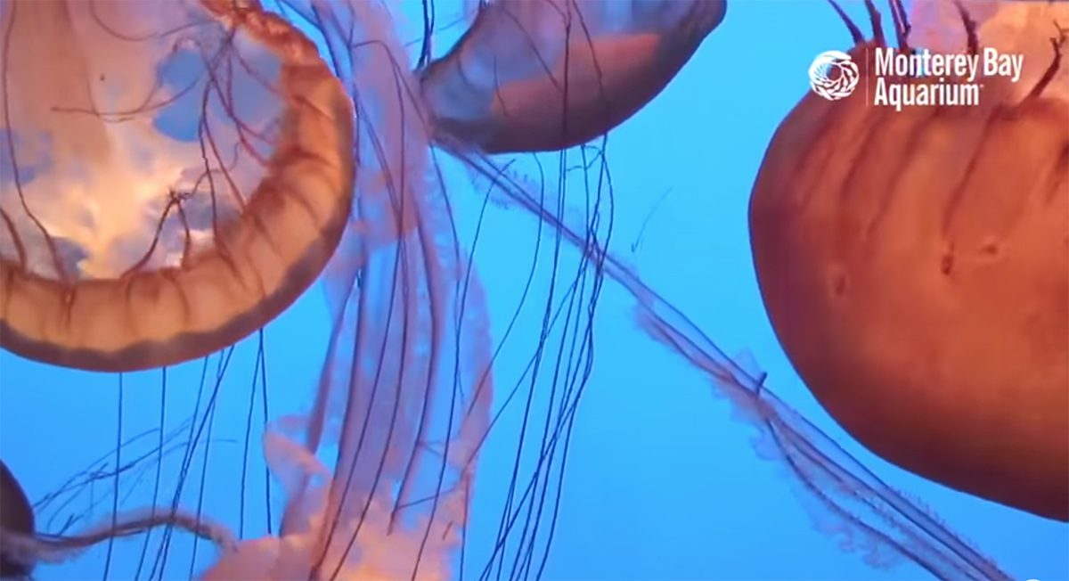 Jelly fish in the water