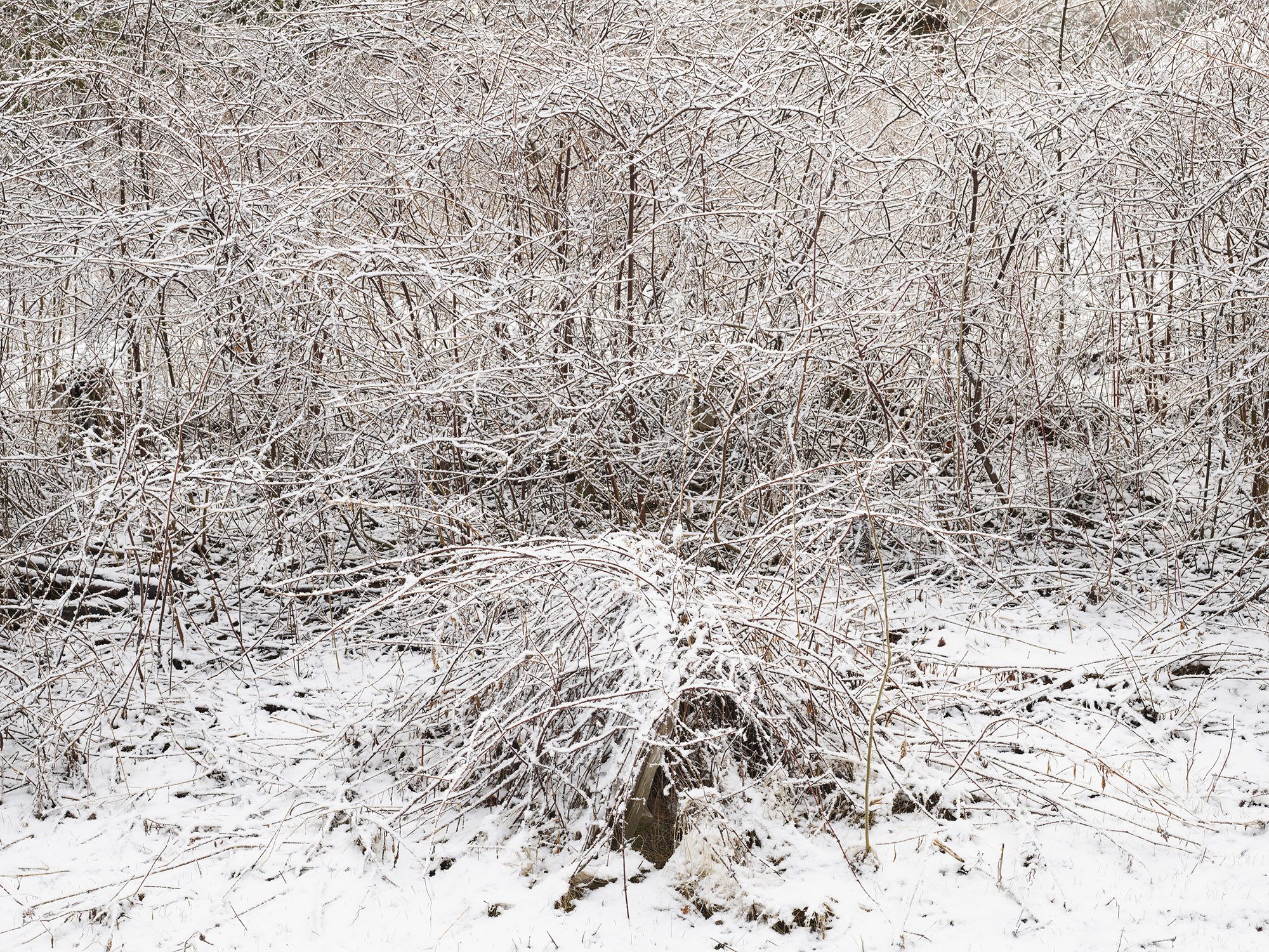 Snow landscape