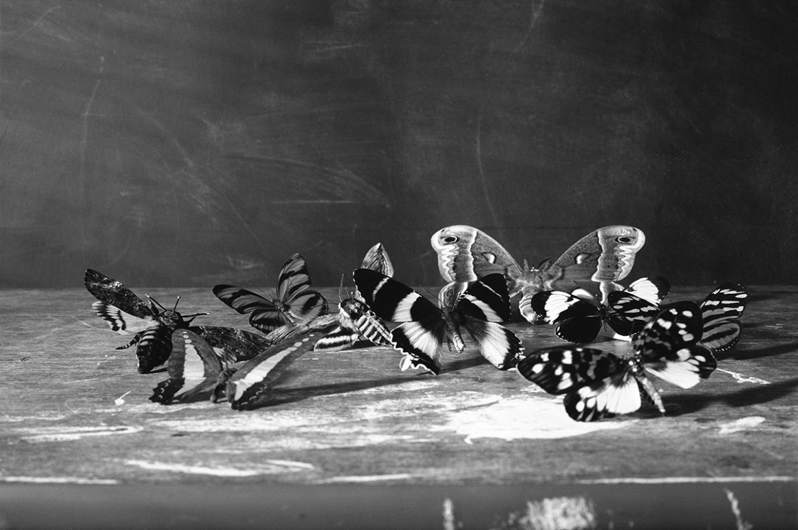 black and white butterflies