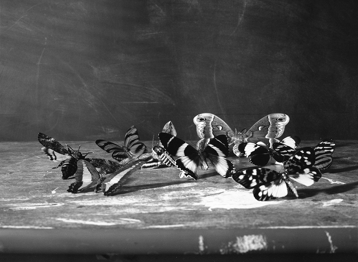 black and white butterflies