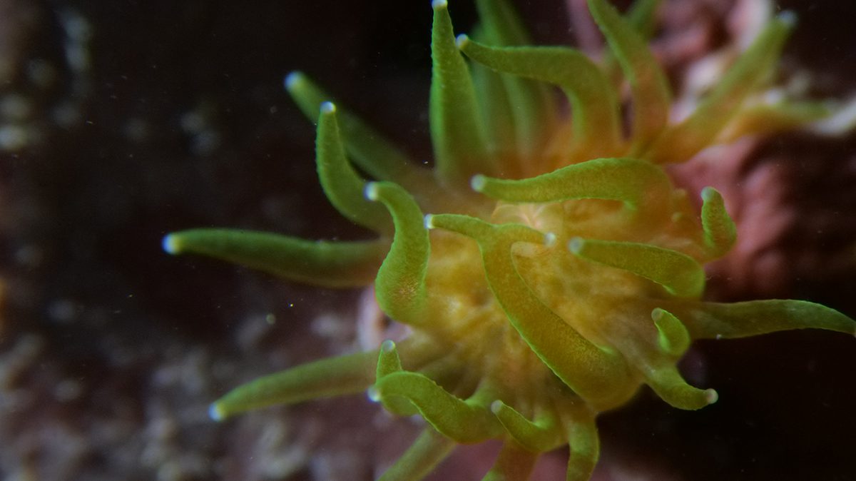 baby coral