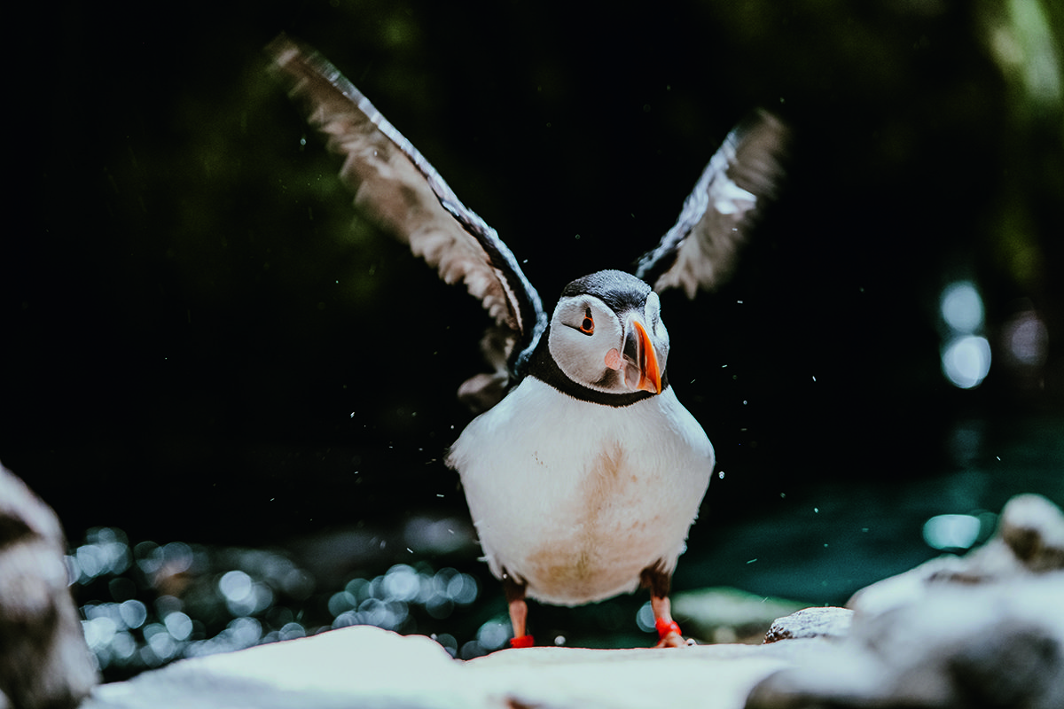 sea puffin