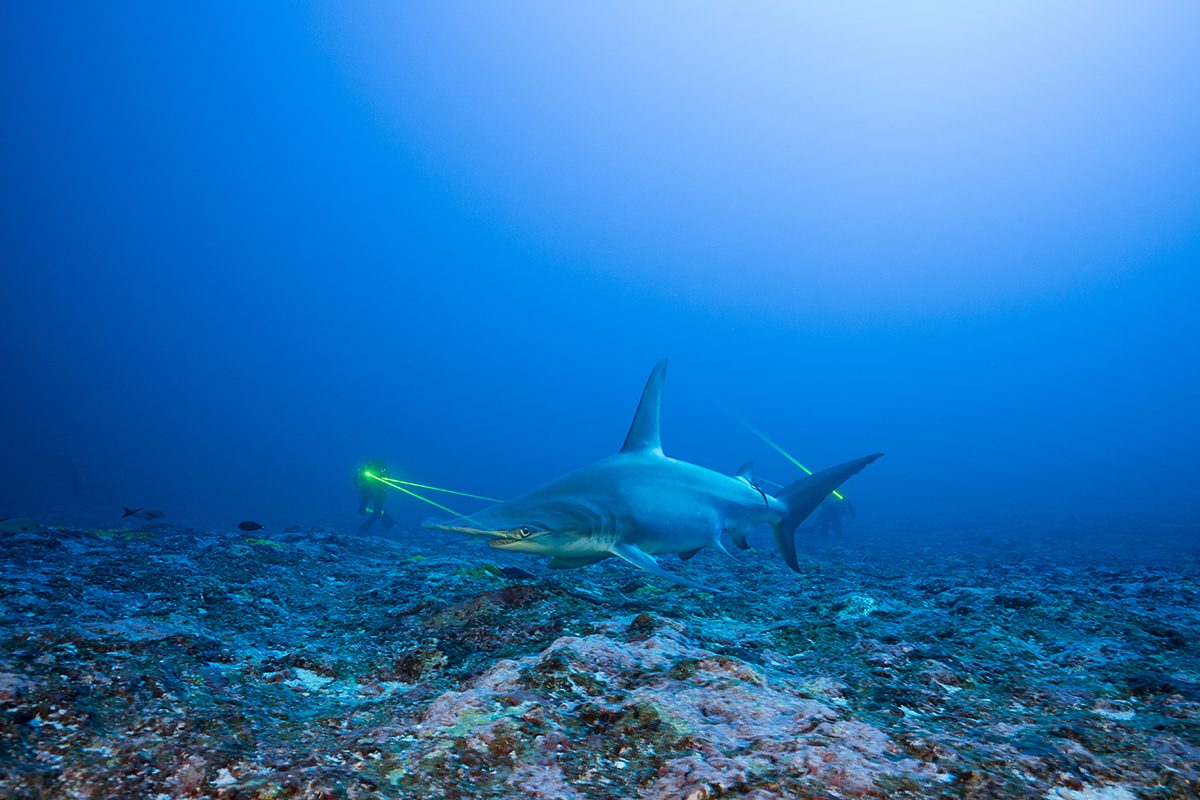 shark underwater