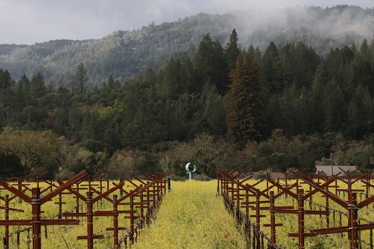 vineyards
