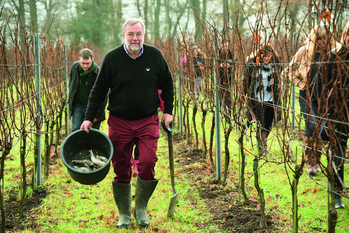 man working on vineyard