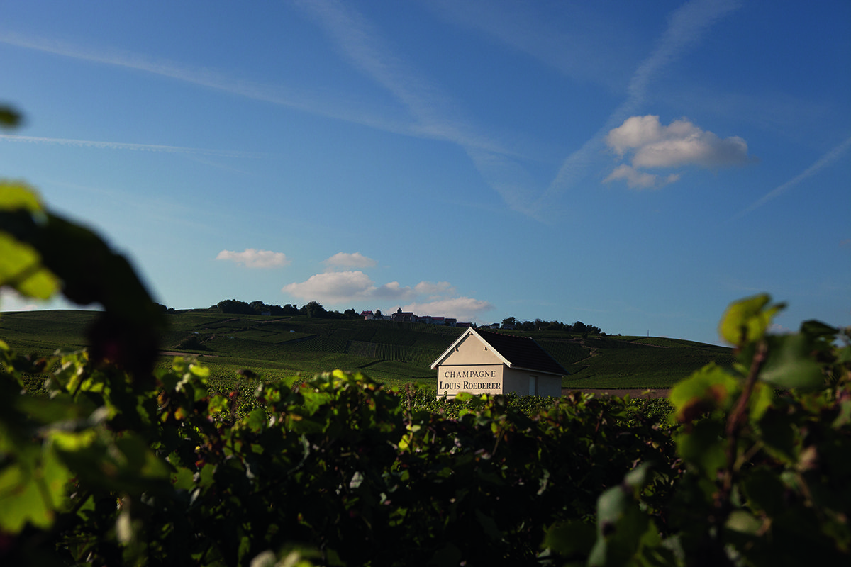 vineyards