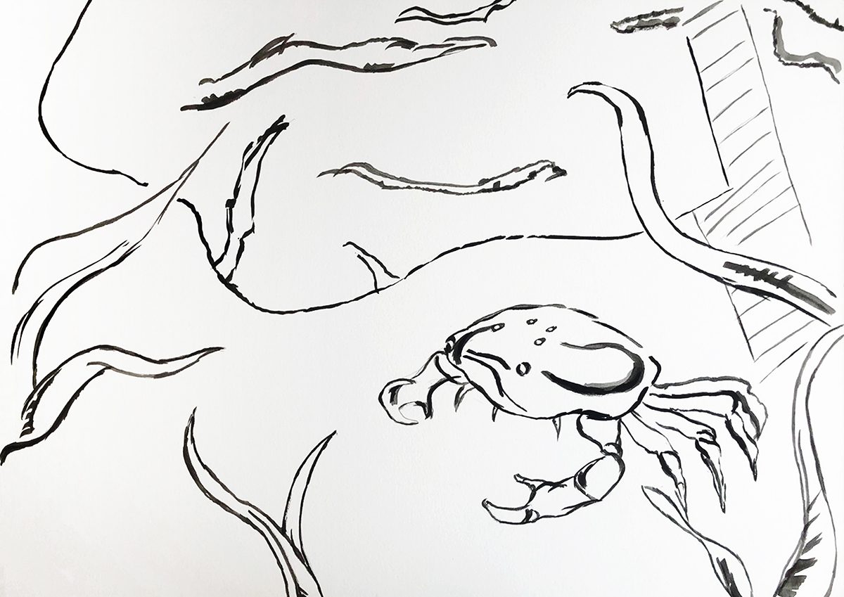 line drawing of a crab