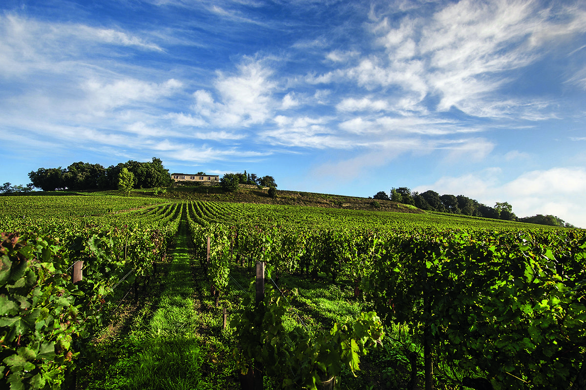 vineyards and chateau