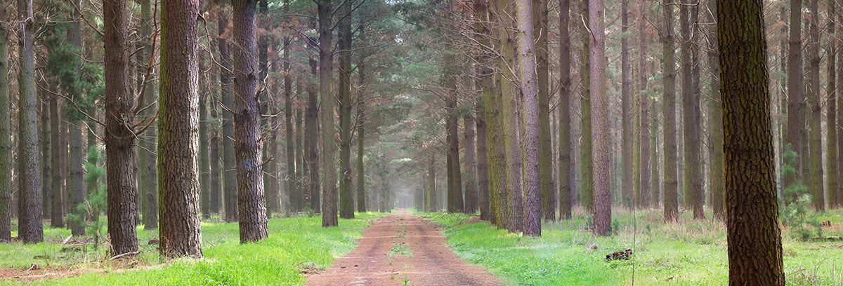 a path in a forest