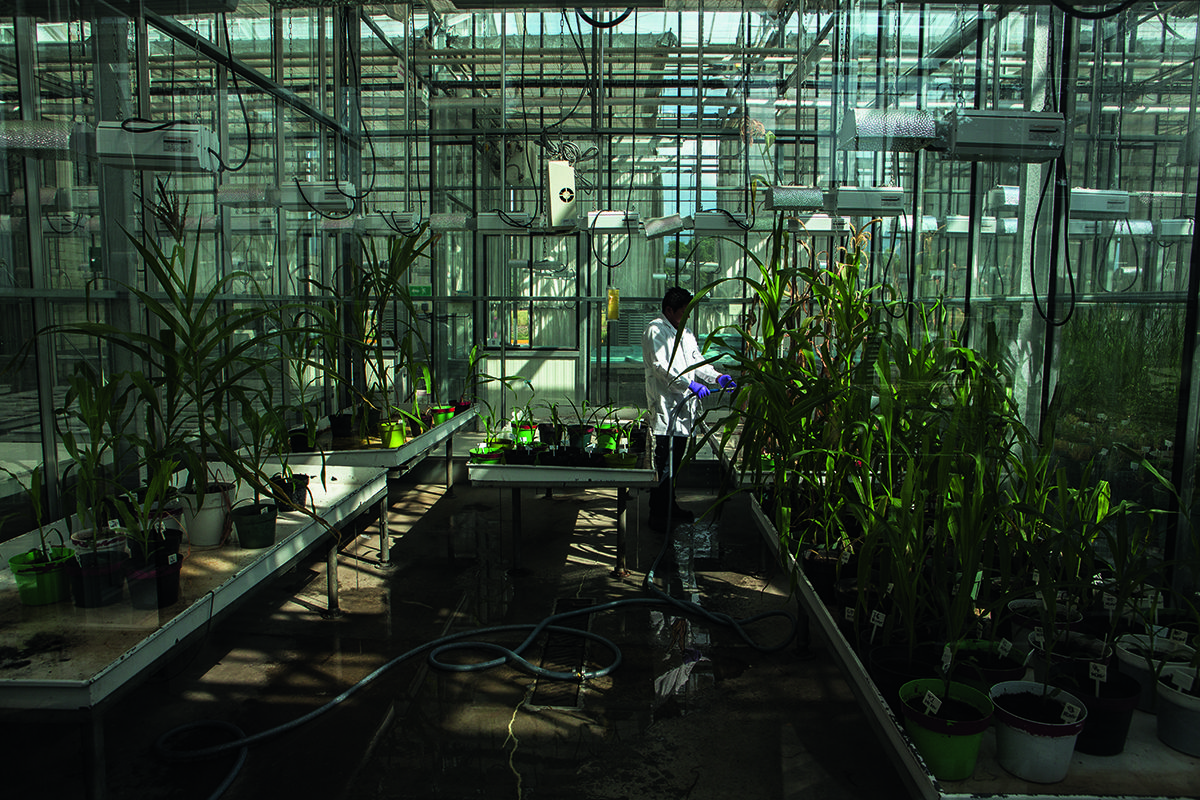 greenhouse 