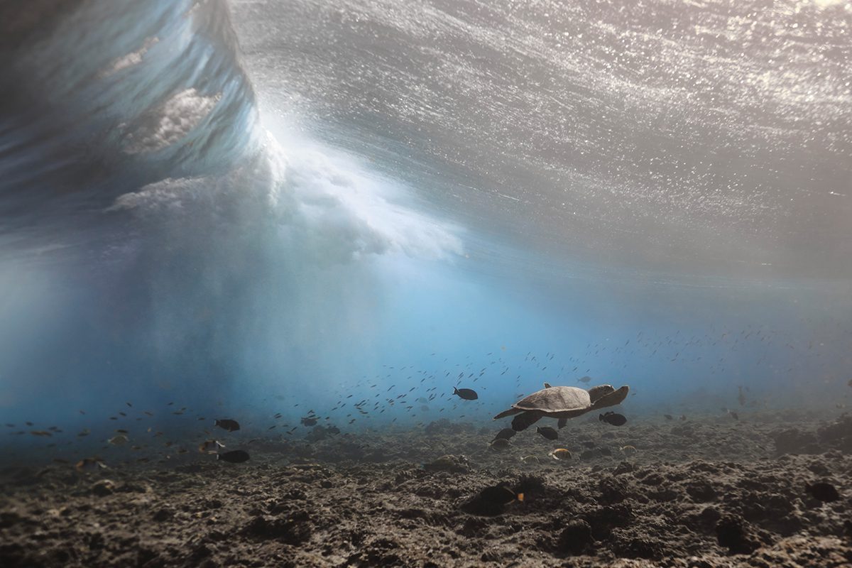 turtles ocean