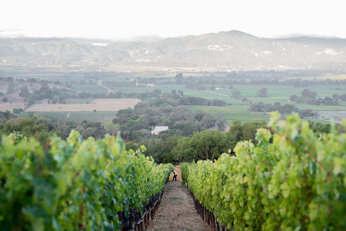 green vineyard with a pathway in the middle and mountains in the distance