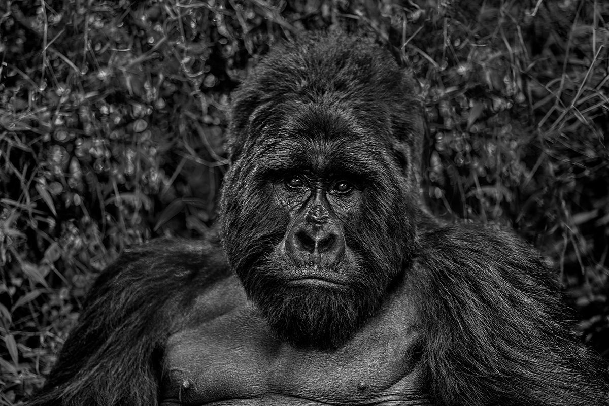 A gorilla