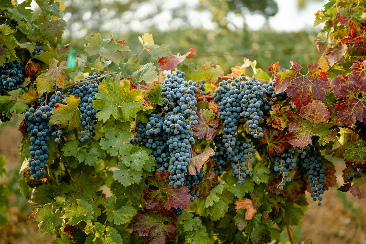 grapes on a vine