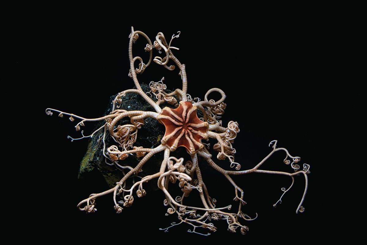 A starfish with sprouts coming out of it