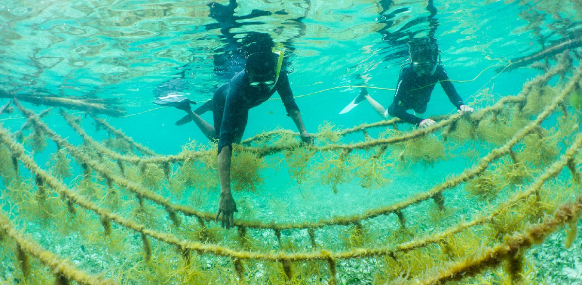 divers in the sea with seaweed around them