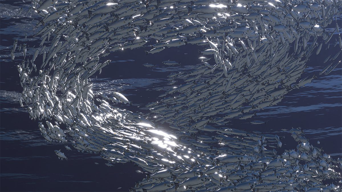 fish making a whirlpool in the sea