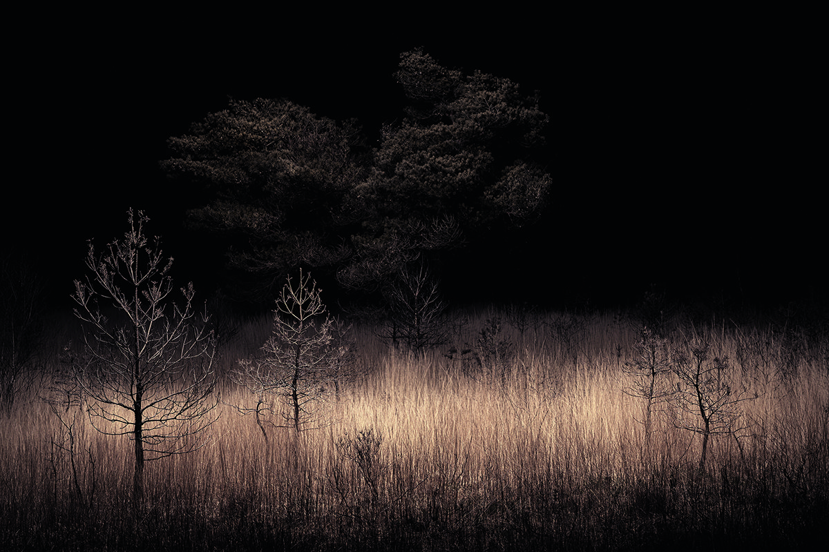 lit up trees and wheat in a field
