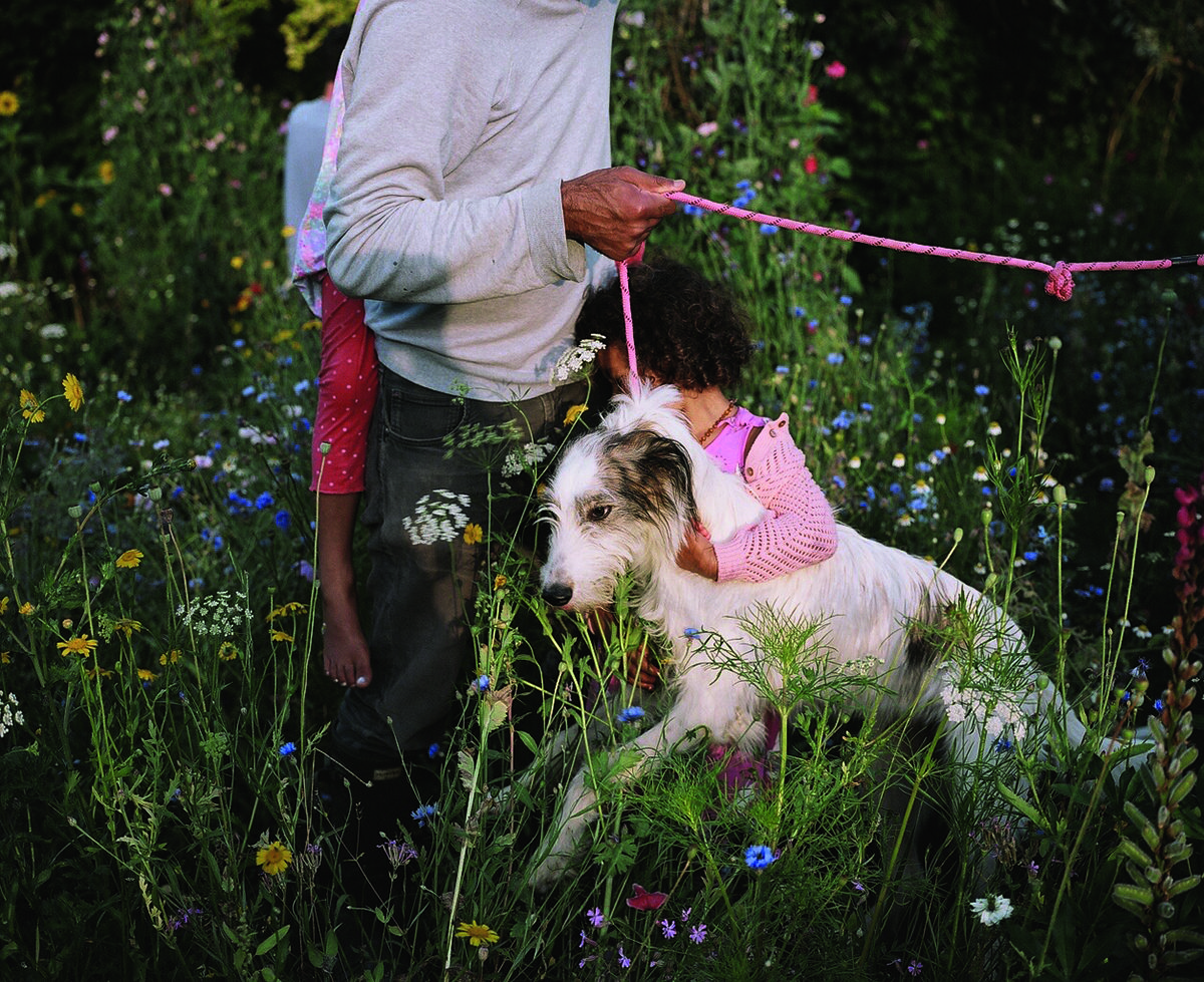 a dog on a lead playing in the grass and flowers