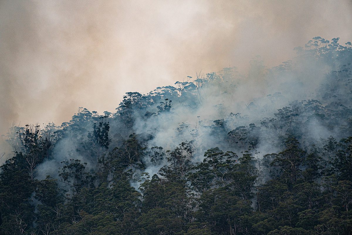 smoke coming out of trees and a light orange sky