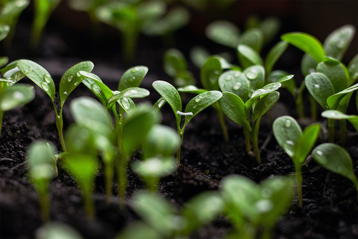 little green plants growing from the soil with water droplets on them