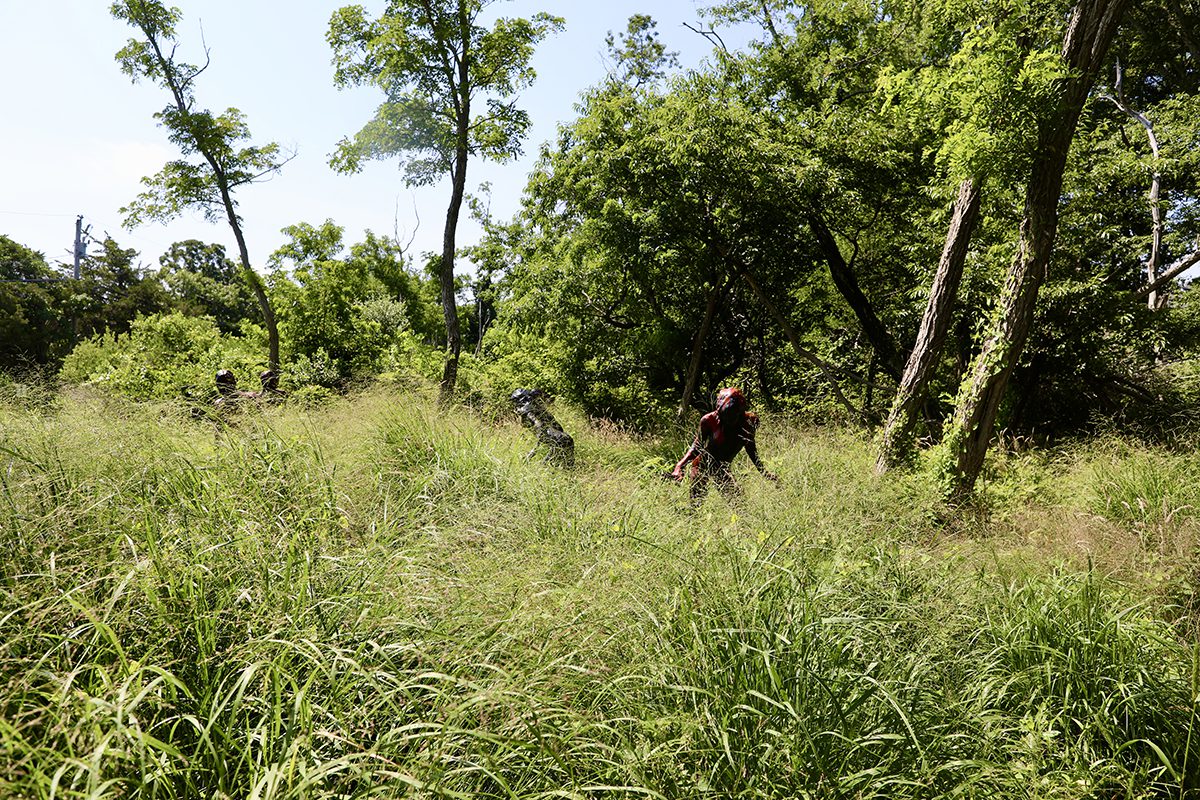 green grass in a field with trees