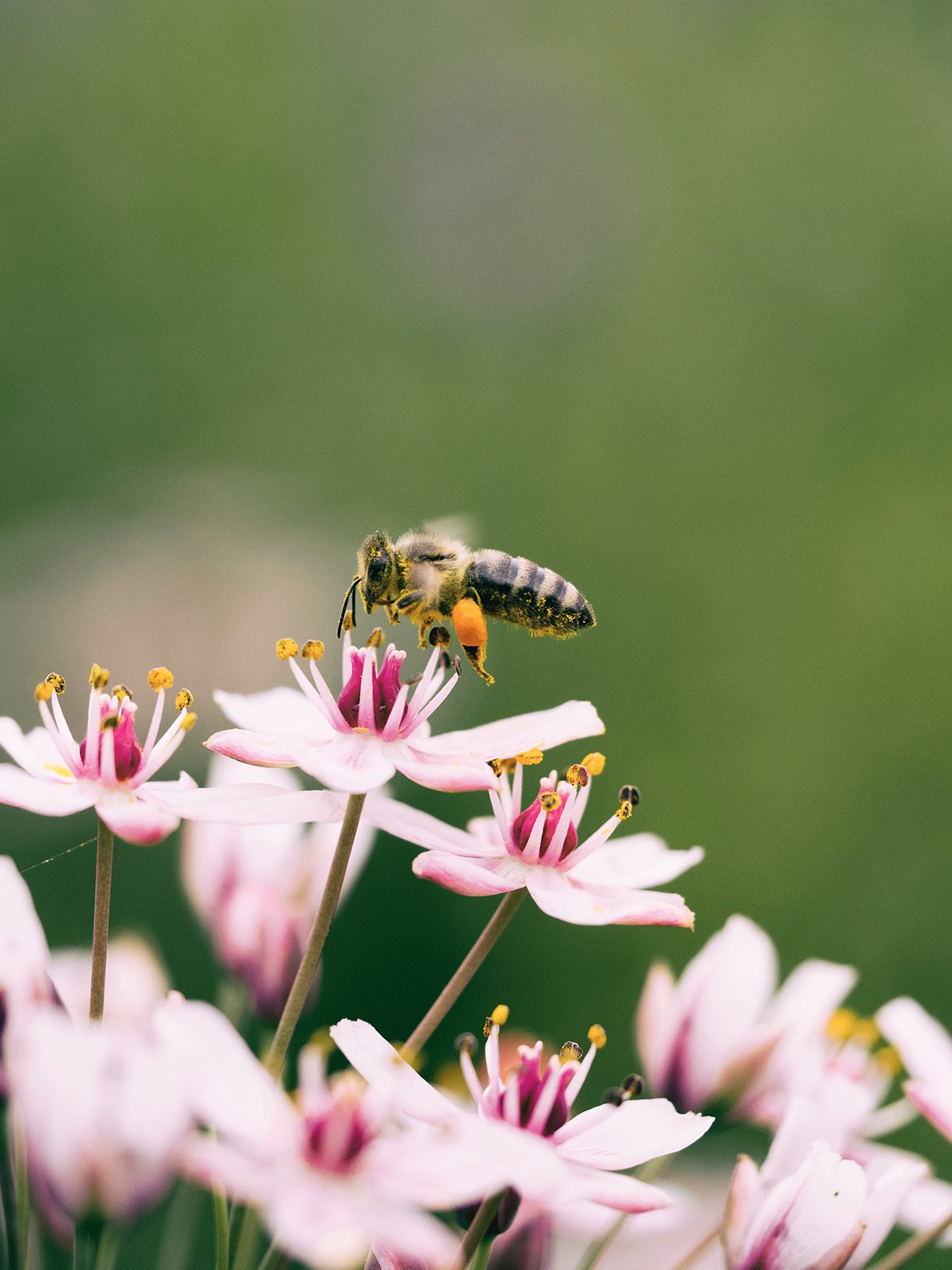 a bee sitting on a pink flower