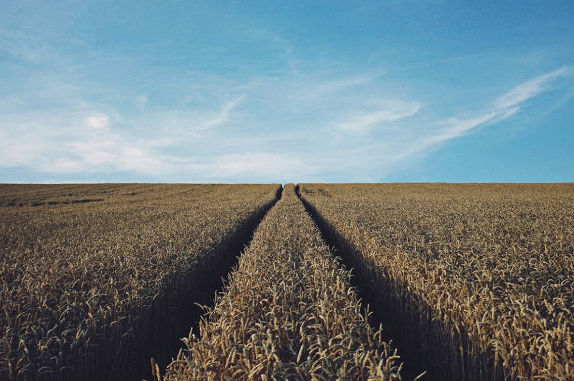 hay field and the sky