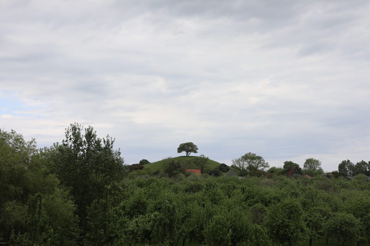 trees and a grey sky