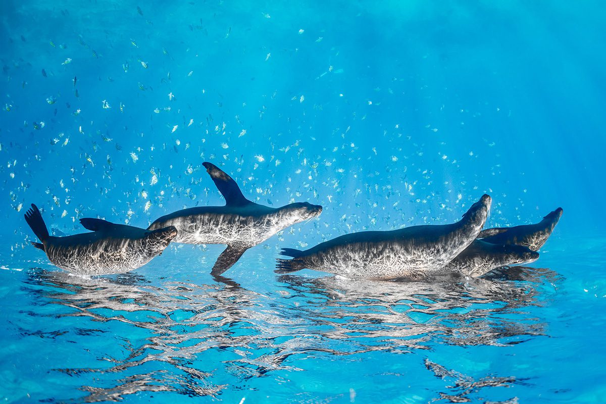 seals in the sea