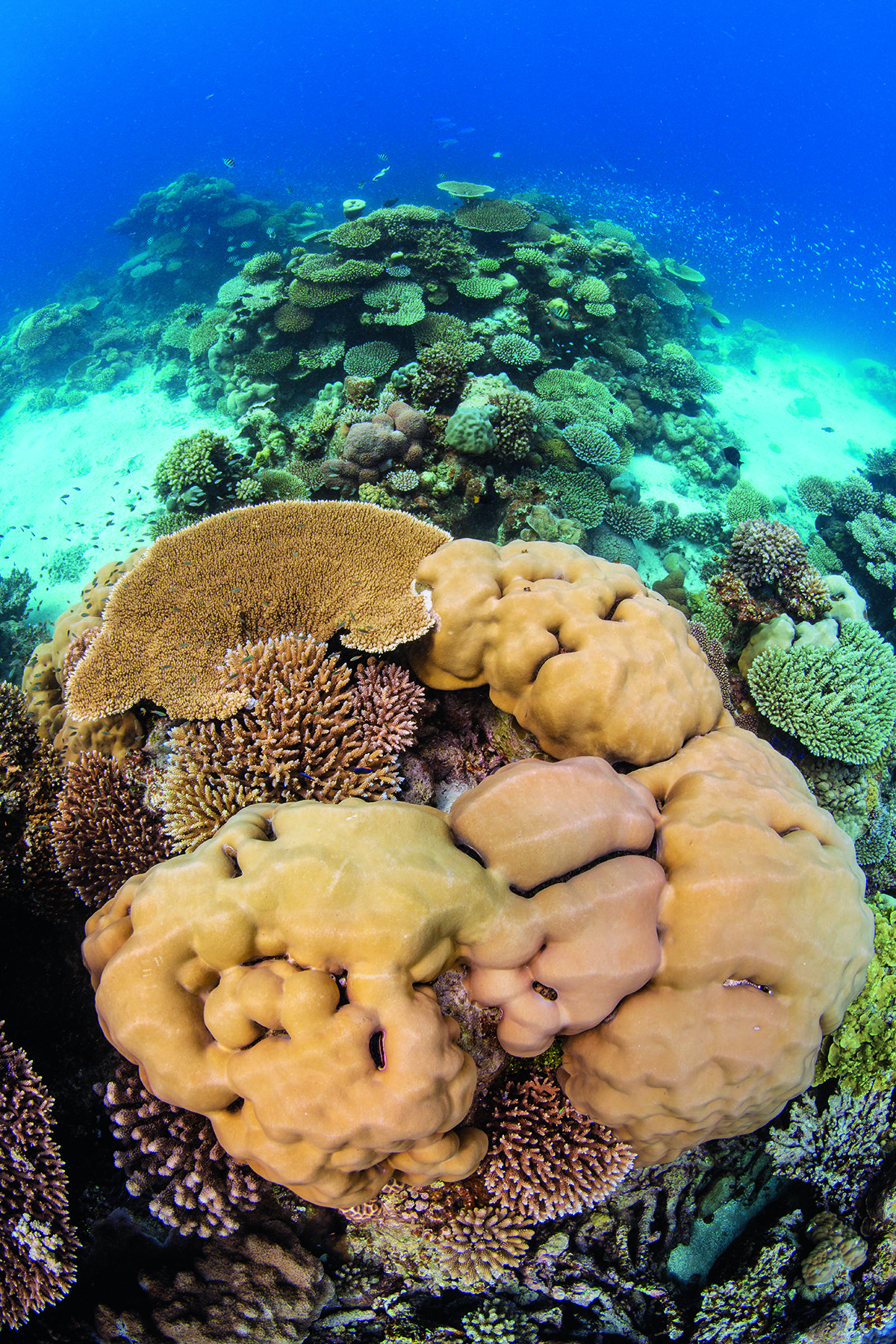 beige and yellow corals in the sea