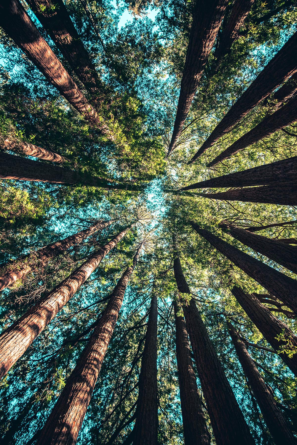 Trees with leaves upwards to the sky from an ants point of view