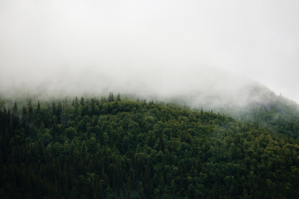 green trees and fog 