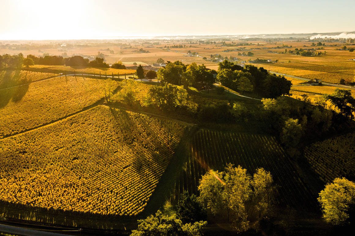 A valley of vineyards in the sun