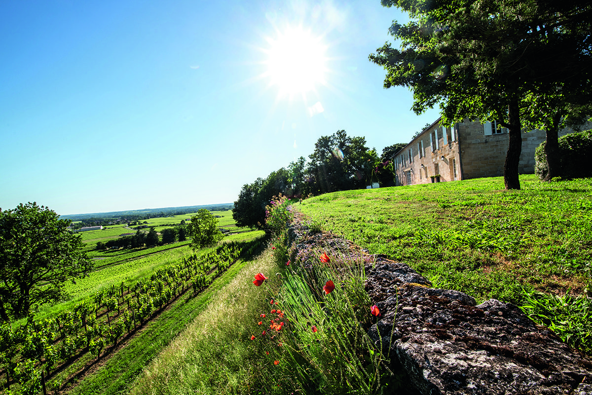 Vineyard with green leaves and red flowers with a blue sky and the sun shining